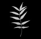 celtic spririts of the wood