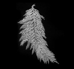 celtic spririts of the wood