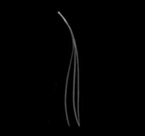 celtic spririts of the wood